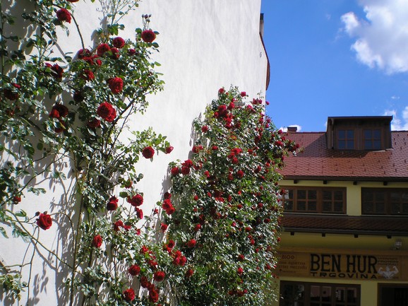 p5060118